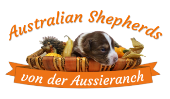 Das Logo meiner Webseite. www.aussie-zucht.at. Ein red-tri Australian Shepherd in einem herbstlichen Körbchen (hauptsächlich in den Farben orange und braun gehalten) und dem Schriftzug "Australian Shepherds von der Aussieranch".